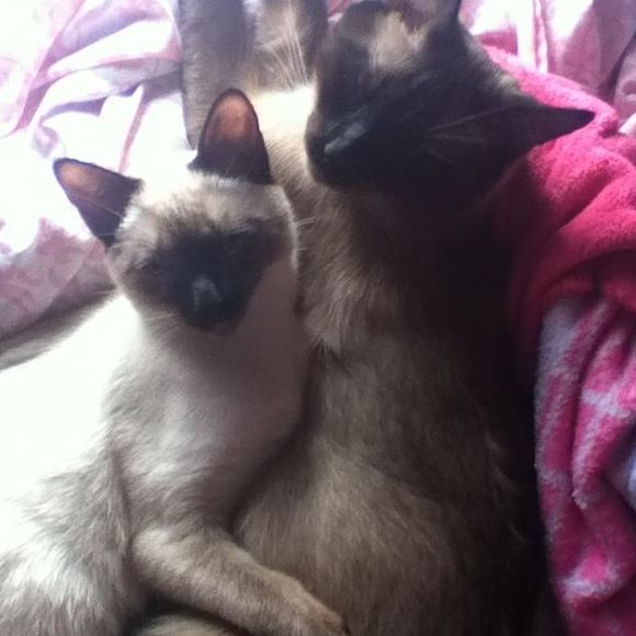 Meet your Posher, Amy - Picture 1 of 1